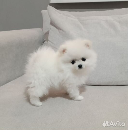 Померанский шпиц белая девочка