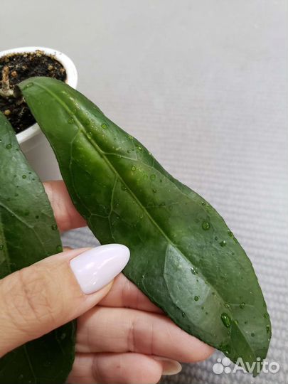 Хойя clemensiorum(клеменсиорум)