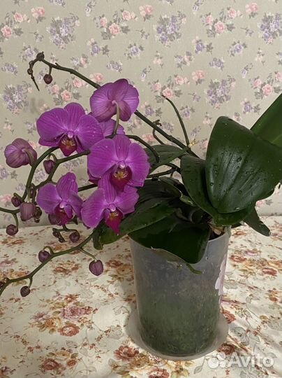 Продам орхидею