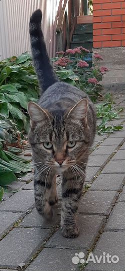 Ласковая домашняя кошка