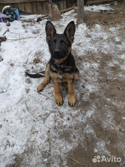 Щенки немецкой овчарки