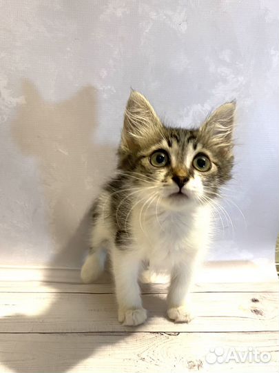 Котята бесплатно