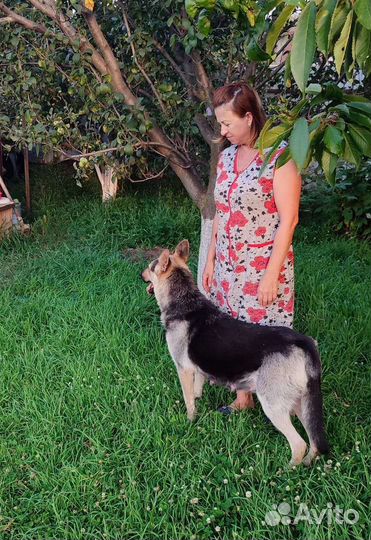 Щенки восточной овчарки