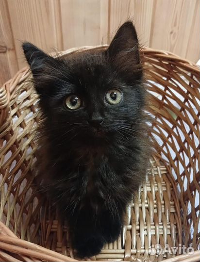 Котёнок. Мальчик