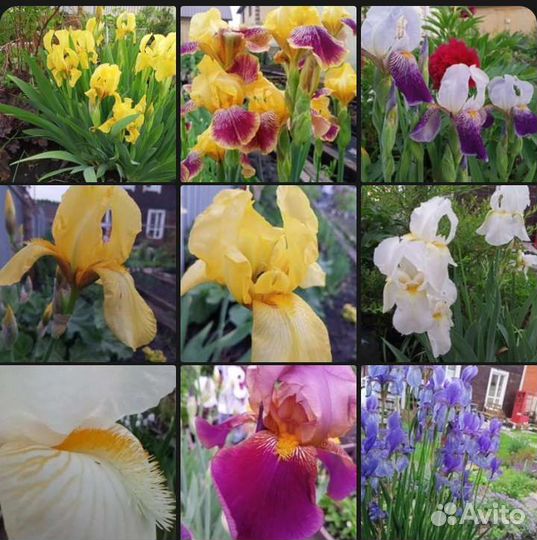 Ирисы Астильба,Лилейник,Жимолость каприфоль