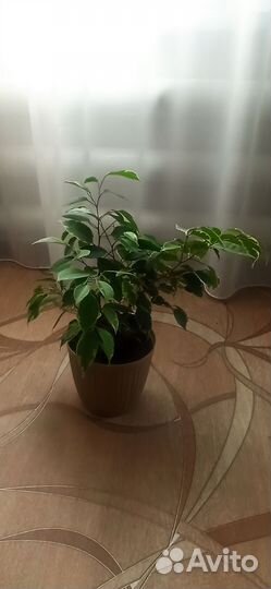 Фикус бенджамина