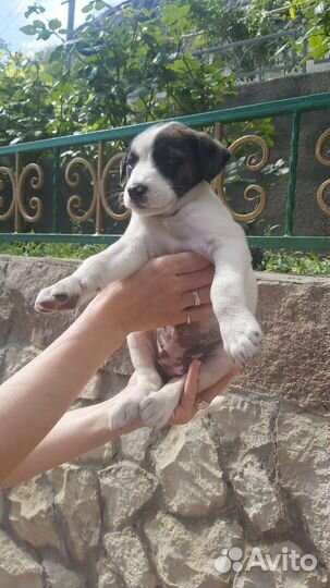 Маленькая собака в добрые руки бесплатно