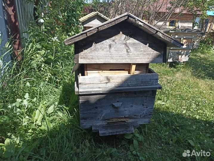 Продам пчелосемьи