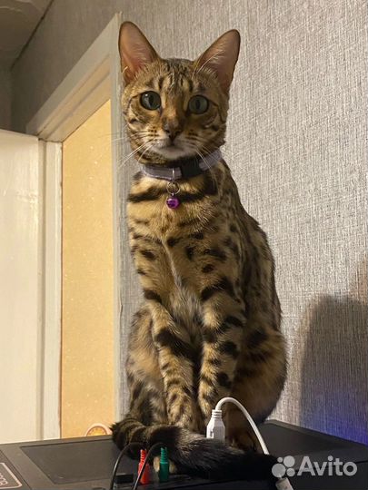 Бенгальская