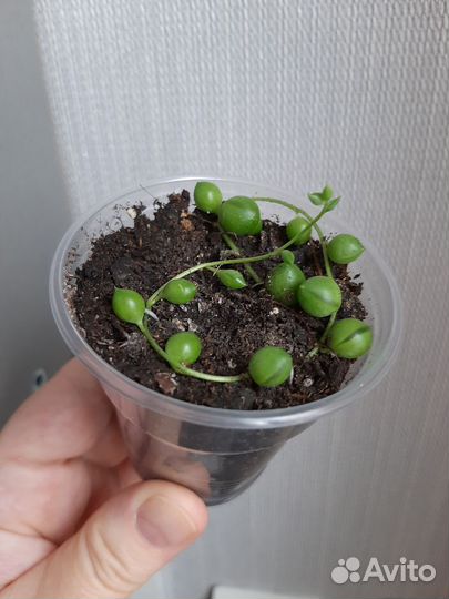 Сенецио (крестовник) Роули