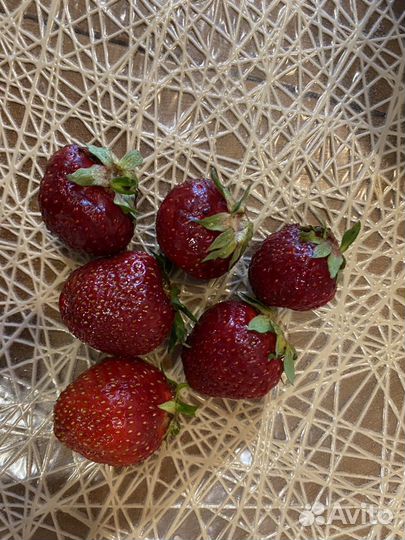 Саженцы клубники сорта Черный принц