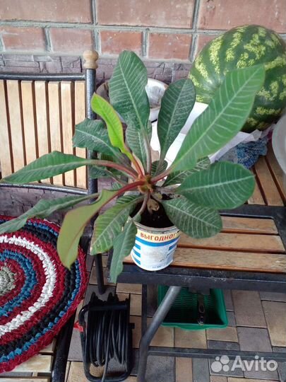 Комнатные цветы молочай