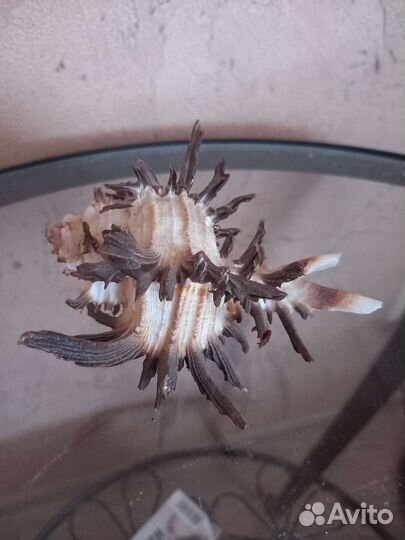 Редкие океанические и морские ракушки и звезды