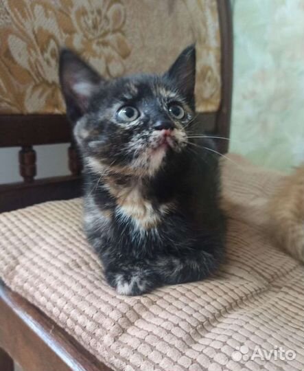 Котята в дар