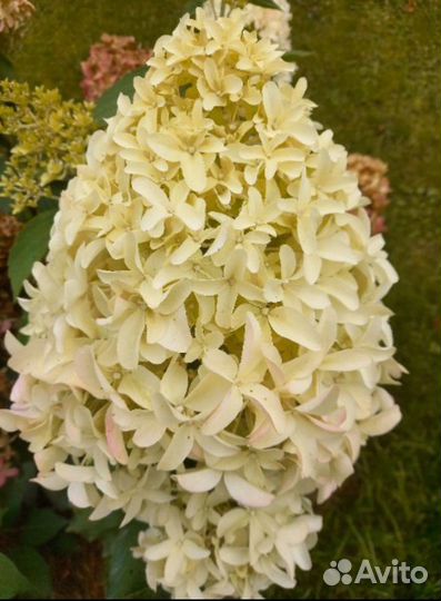 Гортензия метельчатая более 30 сортов