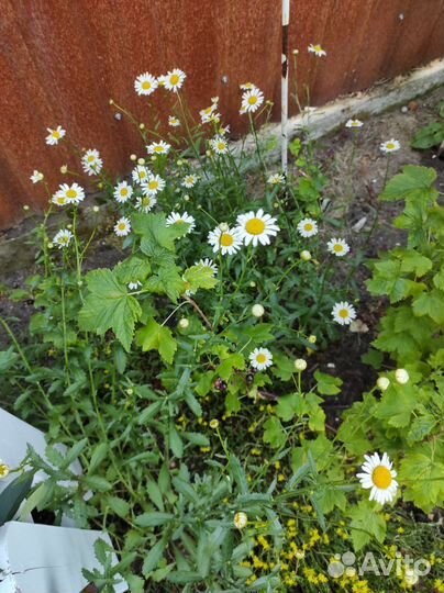 Многолетние цветы и кустарники