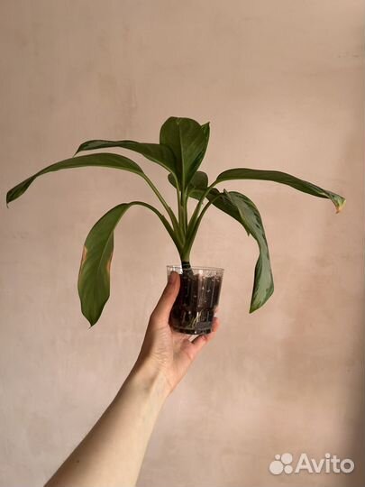 Аглаонема Сильвер Бей