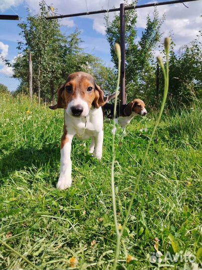 Эстонская гончая щенки