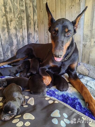 Продаются щенки добермана рожденные 16 октября