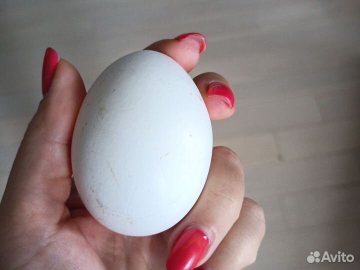 Домашние куриные яйца отборные