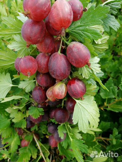 Чеснок, салат, крыжовник, черника