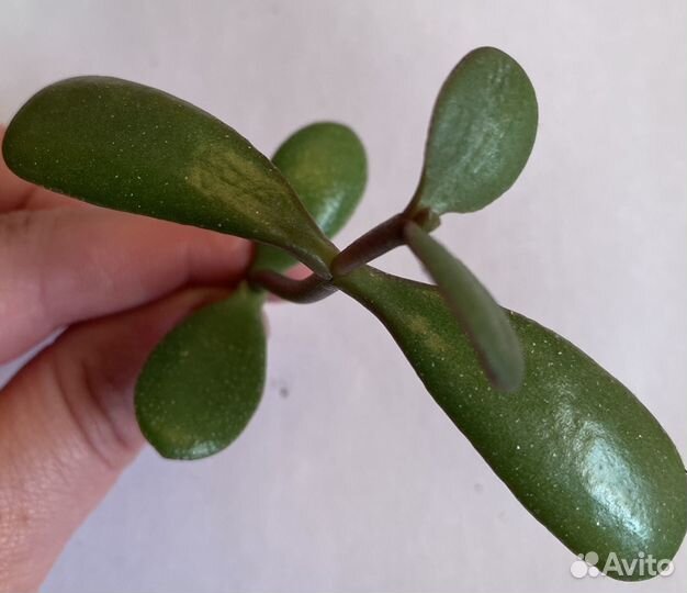 Толстянка Овата