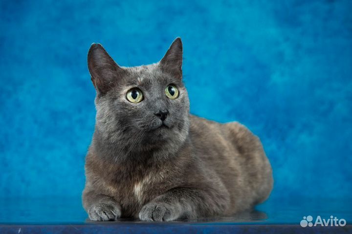 Чудо малышка Дымка, ищет семью