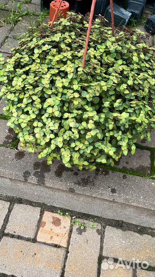 Традескация фата невесты и коллизия