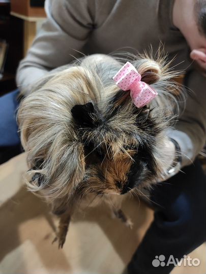 Передержка животных, зооняня, догситтер