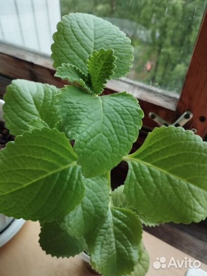 Комнатная мята