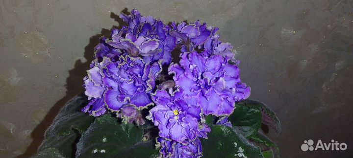 Blue dragon фиалка цветущая