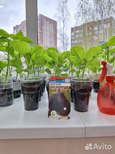 Рассада баклажан