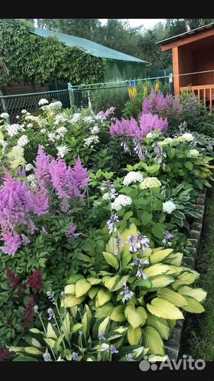 Многолетники для вашего сада