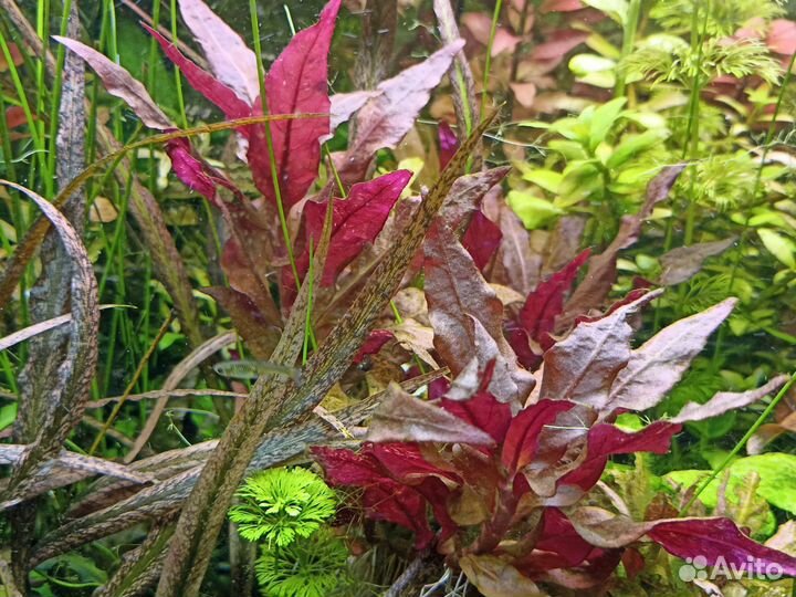 Аквариумные растения, рыбки