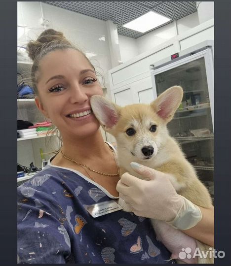 Ветеринарный врач онлайн консультации