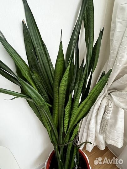 Сансевиерия