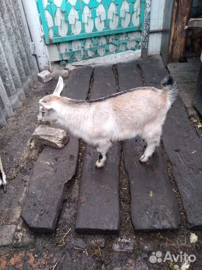 Козы козлята