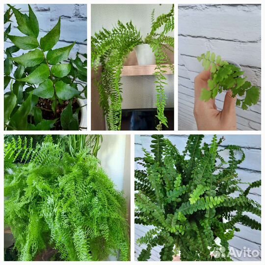 Папоротники