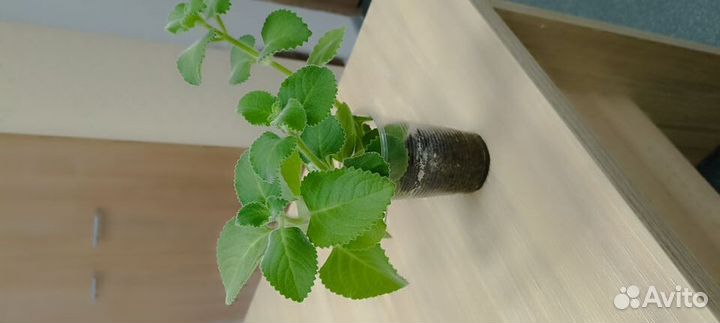 Комнатная мята