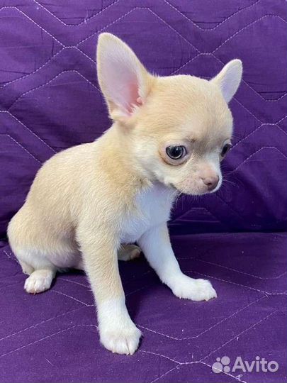 Щенки чихуахуа РКФ