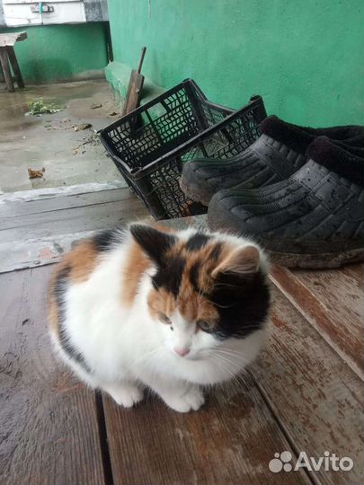 Очень красивого окраса девочка,2.5 мес