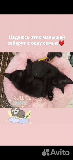 Котята в добрые руки