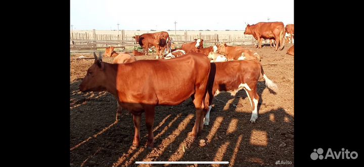 Корова стельная