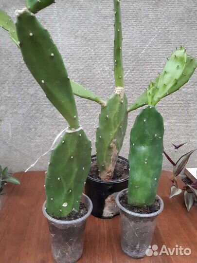 Кактусы и суккуленты