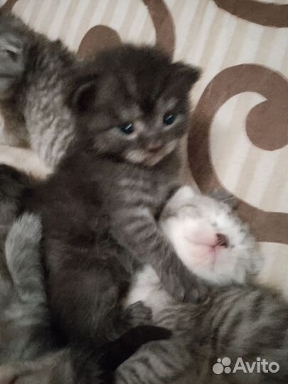 Шотландская