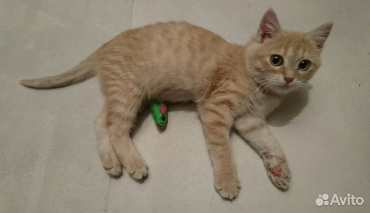 Рыжие, шикарные, плюшевые котята в добрые руки