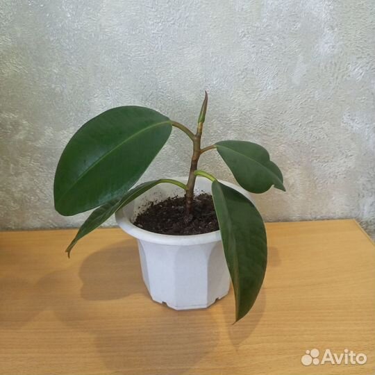 Фикус каучуконосный