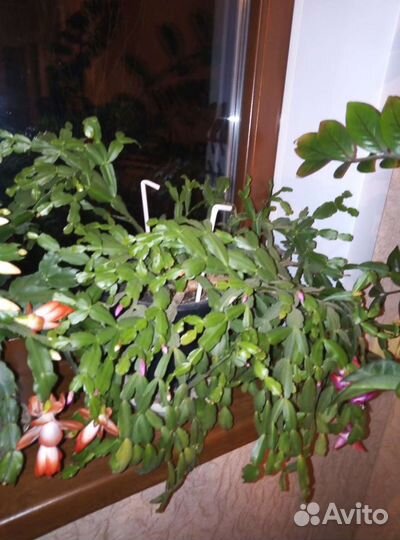 Цветы декабристы