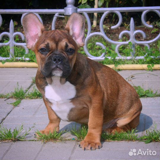 Бомбический мальчик француз