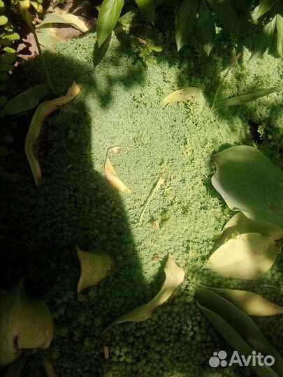 Седум (коврик)